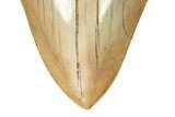 Serrated, Fossil Megalodon Tooth - Top Quality Indonesian Meg #226236-3